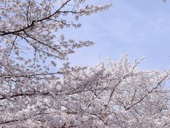 -顾村公园