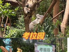 -广州长隆野生动物世界
