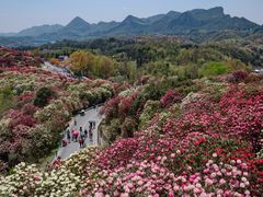 -贵州百里杜鹃风景名胜区