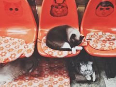 -猫咪博物馆(顶澳仔猫街店)