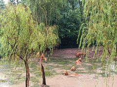 -溱湖国家湿地公园