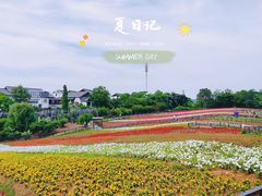 -大塘金香草谷