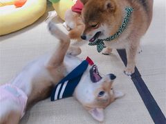 -逗柴咖啡屋·狗咖猫咖宠物桌游