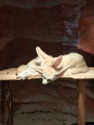 -Zoolung Zoolung动物主题公园(海信广场店)