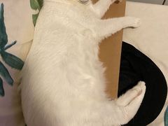 -创凡宠物医院·骨专科  猫科中心(西乡分院)