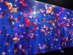 -成都浩海立方海洋公园