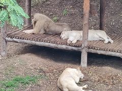 -石家庄市动物园