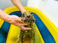 -汪小喵宠物·戴维斯乐芳希施宠馨宝皮毛调理洗护店