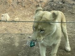 -石家庄市动物园