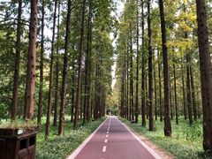 -黄海国家森林公园