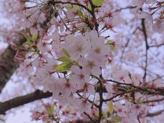 -高东镇樱花园