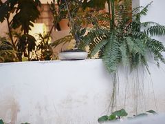 -自由生长植物工作室(深港花卉中心店)