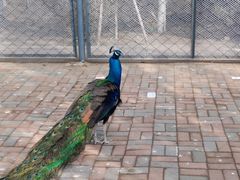 -长白岛森林公园