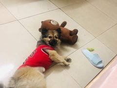 -乐琪宠物医院·犬猫专科·骨外科·急重症