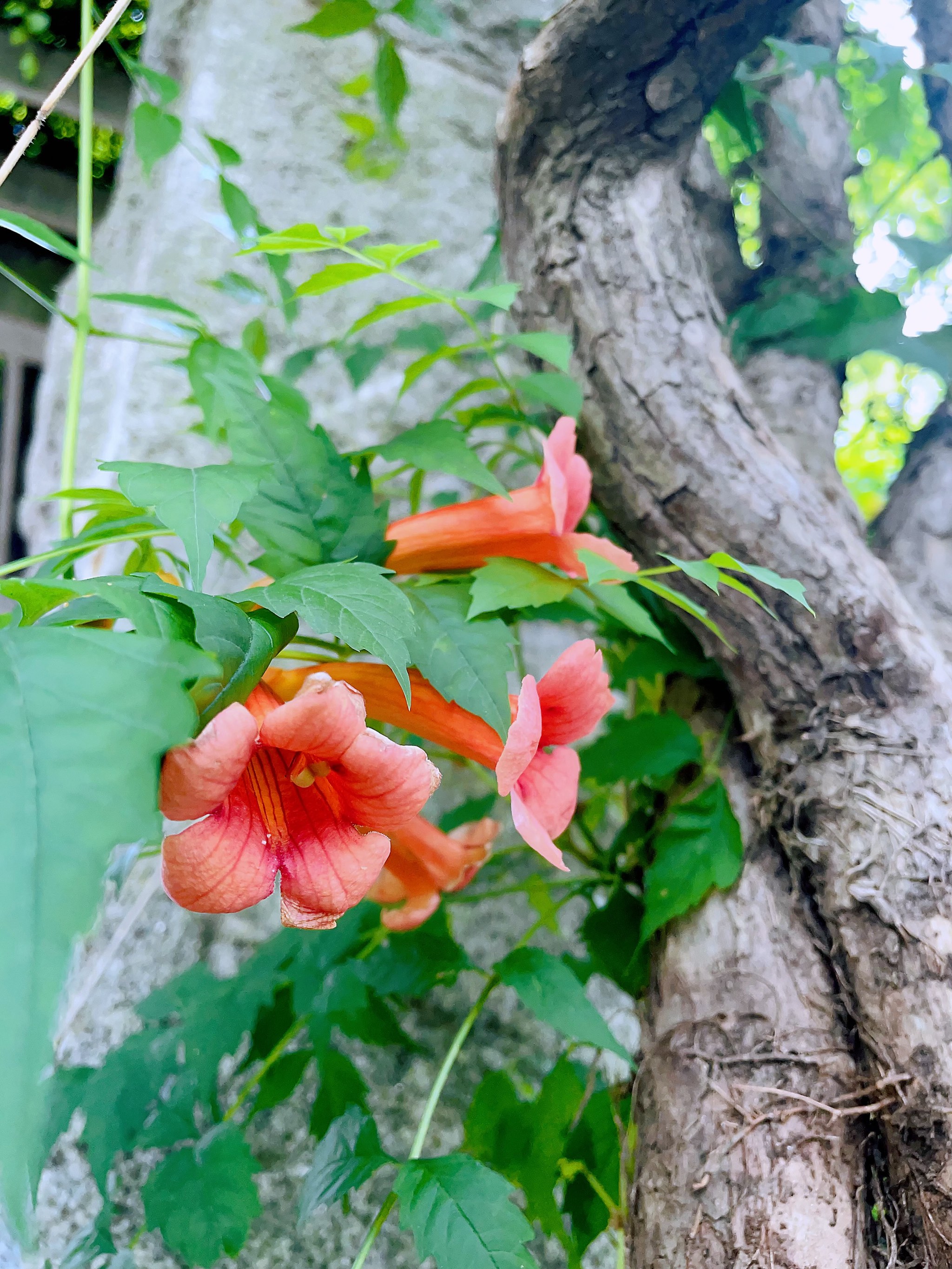 丰盈西里的凌霄花