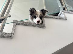 -贝康宠物医院·犬猫全科·小动物特色诊疗中心(东环路店)