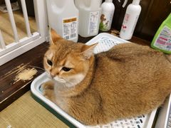 -逗柴咖啡屋·狗咖猫咖宠物桌游