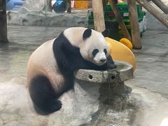 -栾川竹海野生动物园