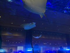 -迪拜水族馆及水下动物园