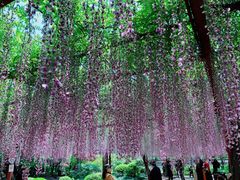 -嘉定紫藤园
