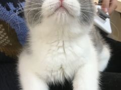 -lincat·猫舍(广州店)