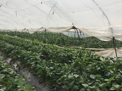 -青浦采草莓天天草莓园