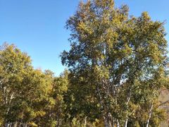 -乌兰布统景区-白桦林