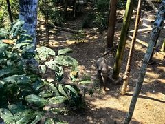 -野象谷景区