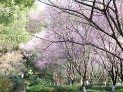 -桐乡植物园