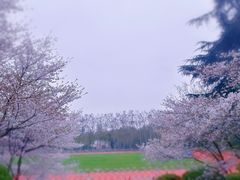 -武汉大学-樱园