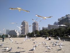 -台场海滨公园船码头