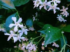 -黑色经典臭豆腐·湖南特产(步行街店)