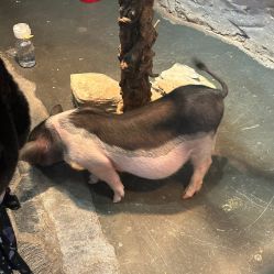 -Zoolung Zoolung动物主题公园(海信广场店)