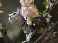 -猫猫幼稚园·撸猫·桌游·电玩