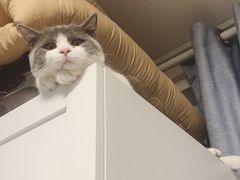 -东方名猫馆·英短金渐层布偶猫舍(环线广场1号楼店)