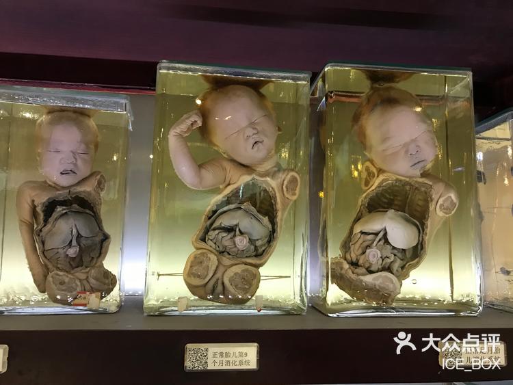 包含复旦大学医学院附属妇产科医院黄牛排队挂号，的词条