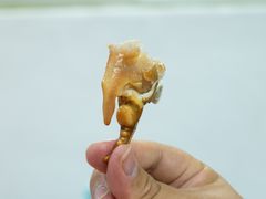 -成发鱼生