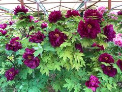 景点-洛阳国花园