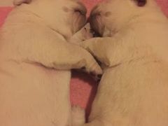 -中农大我爱我爱24h动物医院·中医针灸·猫专科·骨科医疗中心(双井店)