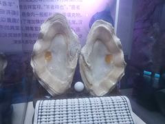 -贝壳梦幻世界