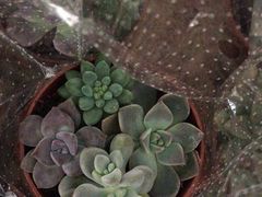 -龙大花卉苗木市场