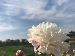 -扬州芍药园(仪征市)
