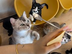 -有喵·猫咖·狗咖·30几只猫10只小狗(岗厦店)