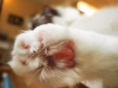 -滚猫咖啡·猫咖·猫友好撸猫(未来城店)