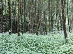 -山王坪喀斯特国家生态公园