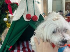 -美联众合动物医院·24h转诊中心