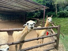 -泉州海丝野生动物世界