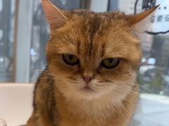 -藏猫猫咖啡主题馆(中央大道店)