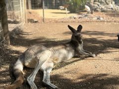 -费瑟代尔野生动物园