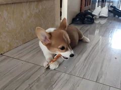 -久久宠物(河东万达店)